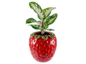 Strawberry Container