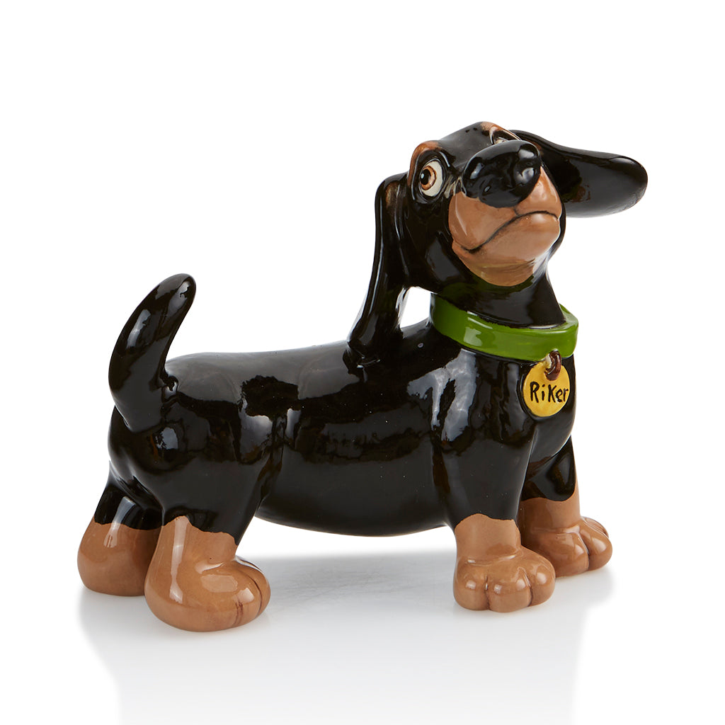 Dachshund party animal